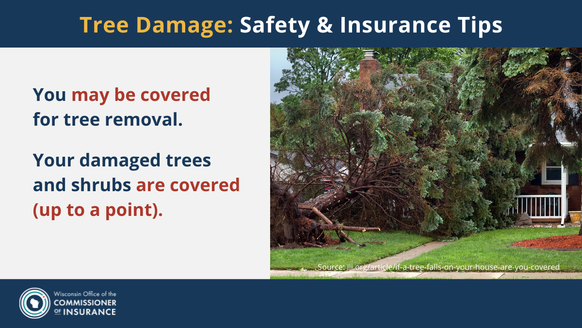 Tree Damage: Safety and Insurance Tips